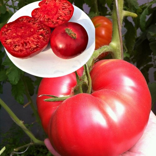 Solanum lycopersicum 'Minusinsky ot Balueva' - Harilik tomat 'Minusinsky ot Balueva' P9/0,55L
